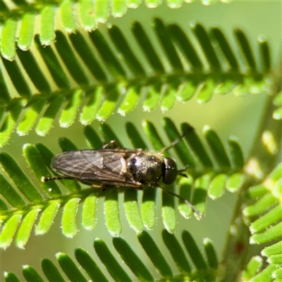 Diptera (order) at Ainslie, ACT - 30 Oct 2025 by Hejor1