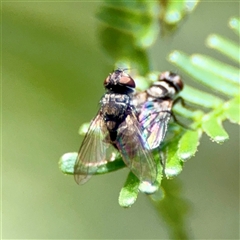 Muscidae (family) at Ainslie, ACT - 30 Oct 2025 by Hejor1