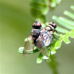 Muscidae (family) at Ainslie, ACT - 30 Oct 2025 by Hejor1