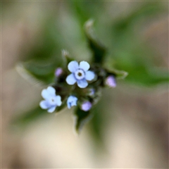 Cynoglossum australe (Australian Forget-me-not) at Dickson, ACT - 30 Oct 2025 by Hejor1
