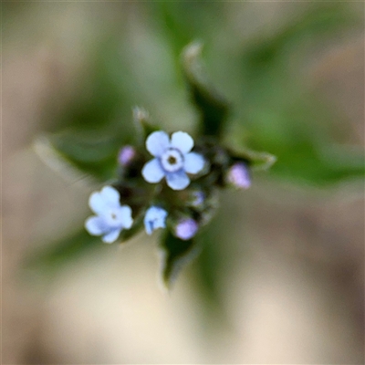 Cynoglossum australe (Australian Forget-me-not) at Dickson, ACT - 30 Oct 2025 by Hejor1