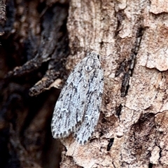 Halone servilis (Grey Halone) at Ainslie, ACT - 30 Oct 2025 by Hejor1