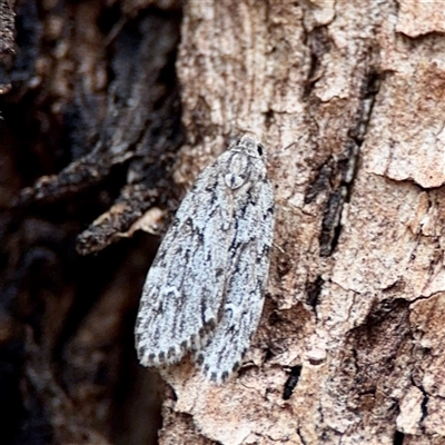 Halone servilis (Grey Halone) at Ainslie, ACT - 30 Oct 2025 by Hejor1