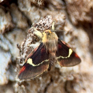 Nataxa flavescens (Nataxa Moth) at Ainslie, ACT - 30 Oct 2025 by Hejor1