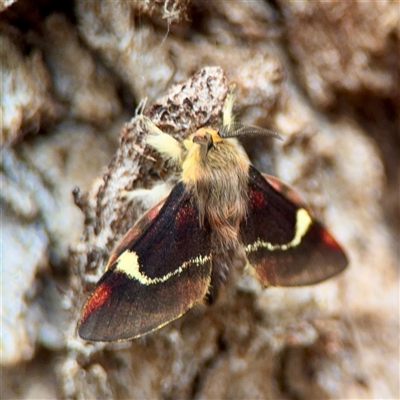 Nataxa flavescens (Nataxa Moth) at Ainslie, ACT - 30 Oct 2025 by Hejor1
