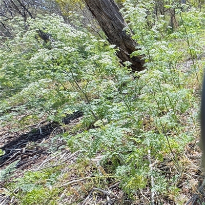 Conium maculatum (Hemlock) at Ainslie, ACT - 30 Oct 2025 by Hejor1
