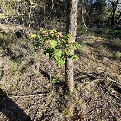 Fraxinus sp. at Ainslie, ACT - 30 Oct 2025 by Hejor1