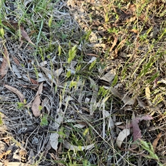 Bromus hordeaceus (A Soft Brome) at Ainslie, ACT - 30 Oct 2025 by Hejor1