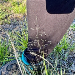 Eragrostis (genus) at Ainslie, ACT - 30 Oct 2025 by Hejor1