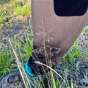 Eragrostis (genus) at Ainslie, ACT - 30 Oct 2025 by Hejor1