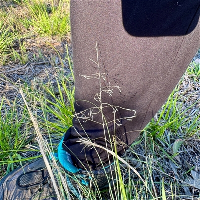 Eragrostis (genus) at Ainslie, ACT - 30 Oct 2025 by Hejor1