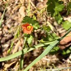 Modiola caroliniana (Red-flowered Mallow) at Ainslie, ACT - 30 Oct 2025 by Hejor1