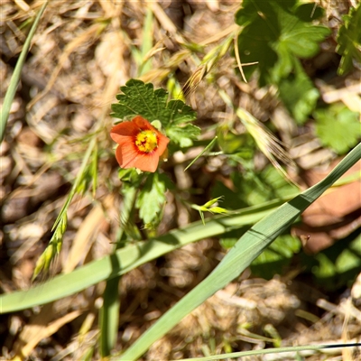 Modiola caroliniana (Red-flowered Mallow) at Ainslie, ACT - 30 Oct 2025 by Hejor1