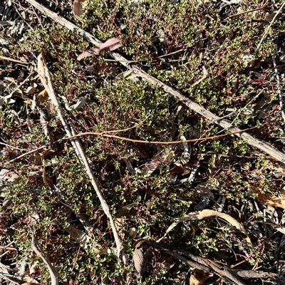 Einadia hastata (Berry Saltbush) at Ainslie, ACT - 30 Oct 2025 by Hejor1