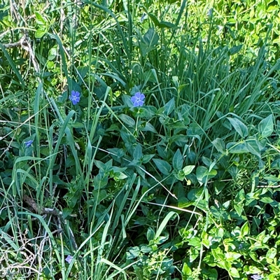 Vinca major (Blue Periwinkle) at Ainslie, ACT - 30 Oct 2025 by Hejor1