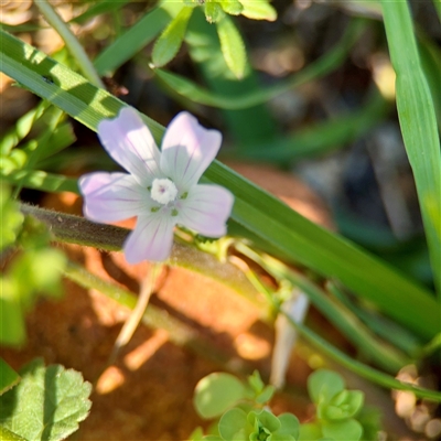 Malva neglecta (Dwarf Mallow) at Ainslie, ACT - 30 Oct 2025 by Hejor1