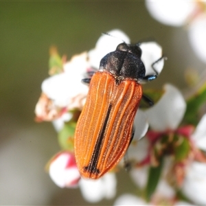 Castiarina erythroptera (Lycid Mimic Jewel Beetle) at Denman Prospect, ACT - 30 Oct 2025 by Harrisi