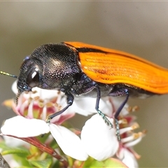 Castiarina subpura (A jewel beetle) at Denman Prospect, ACT - 30 Oct 2025 by Harrisi