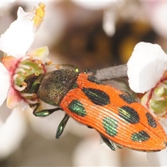 Castiarina octomaculata (A jewel beetle) at Denman Prospect, ACT - 30 Oct 2025 by Harrisi