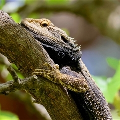 Pogona barbata (Eastern Bearded Dragon) at Hughes, ACT - 30 Oct 2025 by LisaH