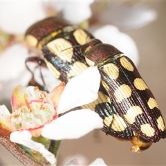 Castiarina decemmaculata (Ten-spot Jewel Beetle) at Denman Prospect, ACT - 30 Oct 2025 by Harrisi