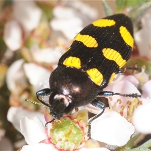 Castiarina australasiae (A jewel beetle) at Denman Prospect, ACT - 30 Oct 2025 by Harrisi