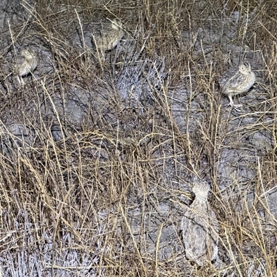 Pedionomus torquatus at Maude, NSW - 31 Oct 2025 by JamieNariNari