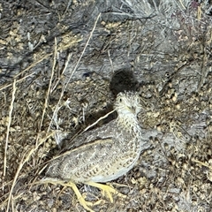 Pedionomus torquatus (Plains-Wanderer) at Maude, NSW - 31 Oct 2025 by JamieNariNari