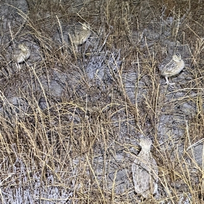 Pedionomus torquatus (Plains-Wanderer) at Maude, NSW - 31 Oct 2025 by JamieNariNari