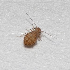 Symphypleona sp. (order) (Globular springtail) at Lawson, ACT - 30 Oct 2025 by TimL