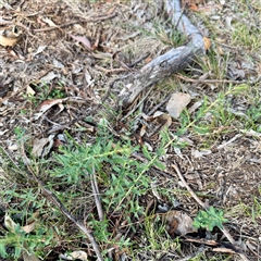 Hypericum perforatum (St John's Wort) at Ainslie, ACT - 30 Oct 2025 by Hejor1