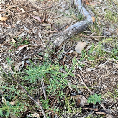 Hypericum perforatum (St John's Wort) at Ainslie, ACT - 30 Oct 2025 by Hejor1