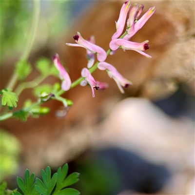 Fumaria muralis subsp. muralis (Wall Fumitory) at Dickson, ACT - 30 Oct 2025 by Hejor1