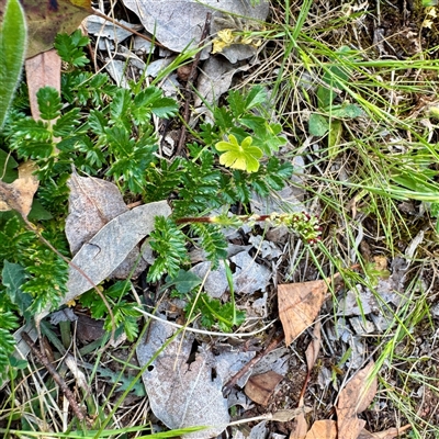 Acaena echinata (Sheeps Burr) at Ainslie, ACT - 30 Oct 2025 by Hejor1