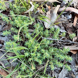 Paronychia brasiliana at Ainslie, ACT - 30 Oct 2025 by Hejor1