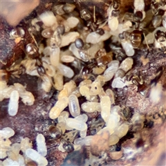 Formicidae (family) (Unidentified ant) at Ainslie, ACT - 30 Oct 2025 by Hejor1