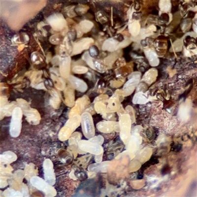 Formicidae (family) (Unidentified ant) at Ainslie, ACT - 30 Oct 2025 by Hejor1