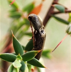 Elateridae (family) (Unidentified click beetle) at Cook, ACT - 22 Oct 2025 by CathB