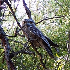 Podargus strigoides (Tawny Frogmouth) at Cook, ACT - 24 Oct 2025 by CathB