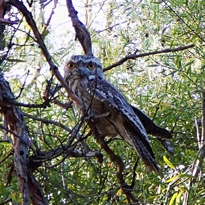 Podargus strigoides (Tawny Frogmouth) at Cook, ACT - 24 Oct 2025 by CathB
