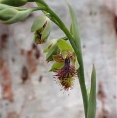 Calochilus montanus (Copper Beard Orchid) at Aranda, ACT - 23 Oct 2025 by CathB