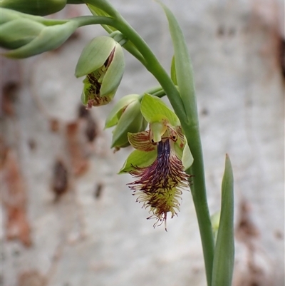 Calochilus montanus (Copper Beard Orchid) at Aranda, ACT - 23 Oct 2025 by CathB
