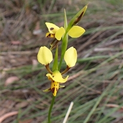 Diuris sulphurea (Tiger Orchid) at Cook, ACT - 26 Oct 2025 by CathB
