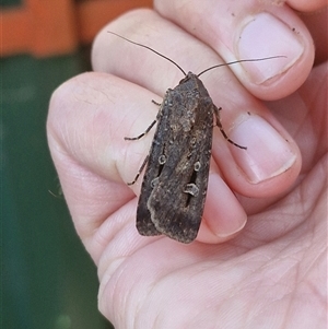 Agrotis infusa (Bogong Moth, Common Cutworm) at Holt, ACT - 31 Oct 2025 by JajiClack