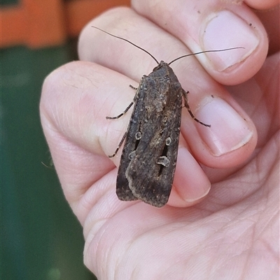 Agrotis infusa (Bogong Moth, Common Cutworm) at Holt, ACT - 31 Oct 2025 by JajiClack