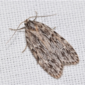 Halone servilis (Grey Halone) at Jerrabomberra, NSW - 25 Oct 2025 by DianneClarke