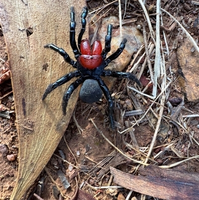 Missulena occatoria (Red-headed Mouse Spider) at Hackett, ACT - 31 Oct 2025 by Louisab