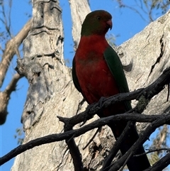 Alisterus scapularis at Watson, ACT - 31 Oct 2025 by Louisab