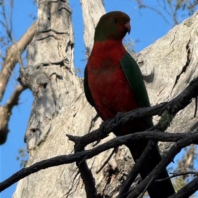 Alisterus scapularis at Watson, ACT - 31 Oct 2025 by Louisab