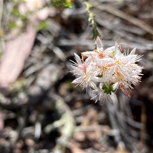 Calytrix tetragona (Common Fringe-myrtle) at Conder, ACT - 31 Oct 2025 by Shazw